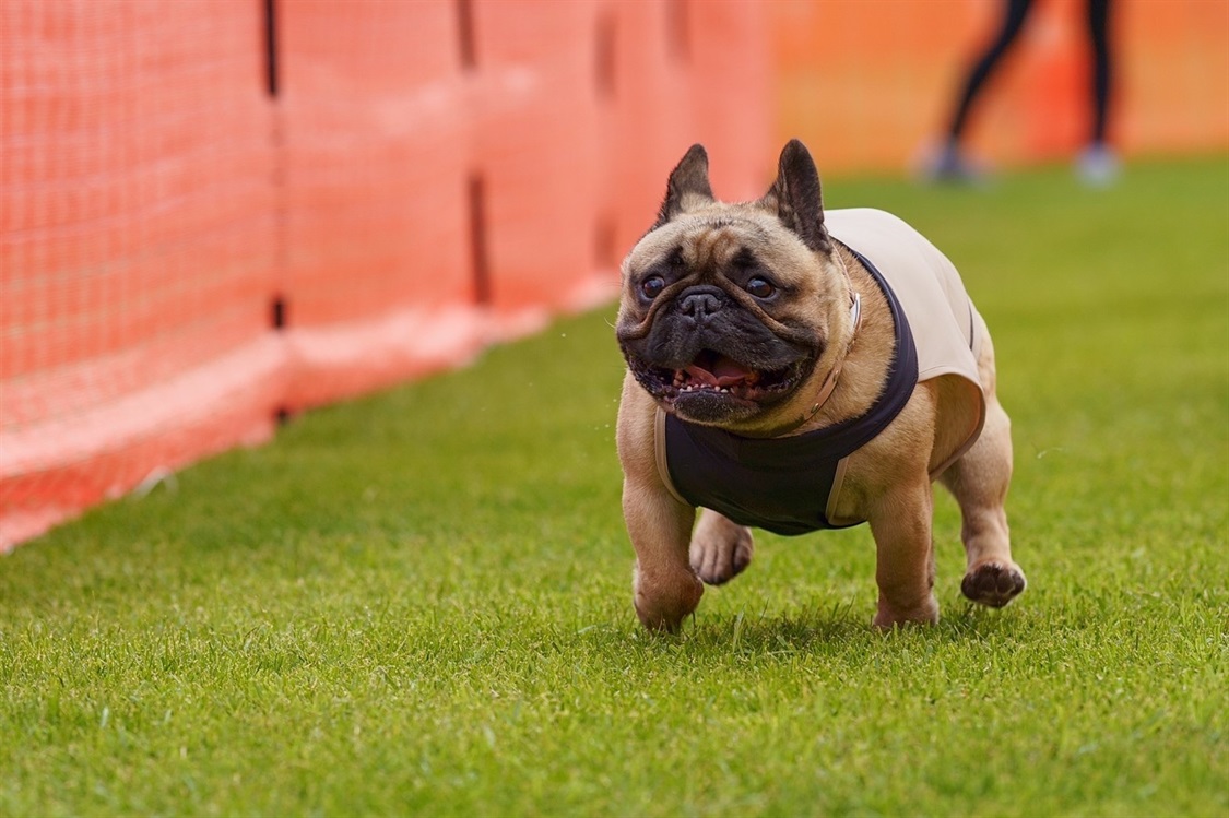 Cul-B 【for dogs】ラッシュガード　cul-b/キューブ/愛犬服_sub_11