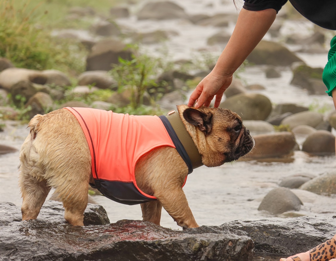 Cul-B 【for dogs】ラッシュガード　cul-b/キューブ/愛犬服_sub_12