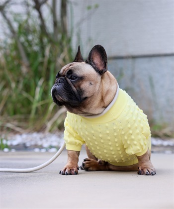 Cul-B   【for dog】ドリアントップス  cul-b/キューブ/愛犬服_subthumb_15