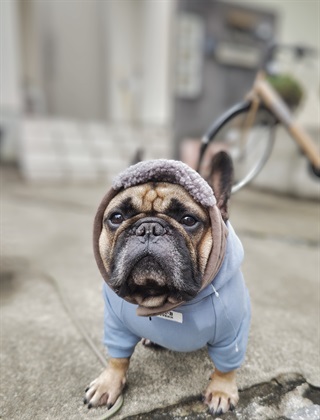 Cul-B by USHH 【for dogs】ボアフライトキャップ  cul-b/キューブ/愛犬服_subthumb_5