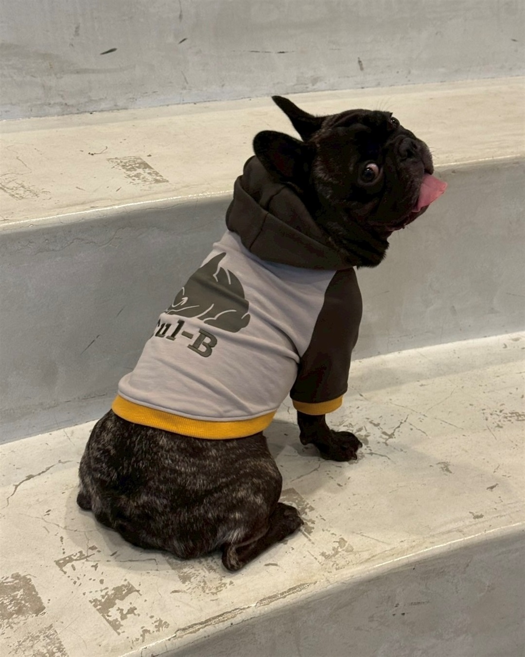 Cul-B 【for dogs】Cul-Bロゴフーディー　Cul-B/キューブ/愛犬服_sub_9