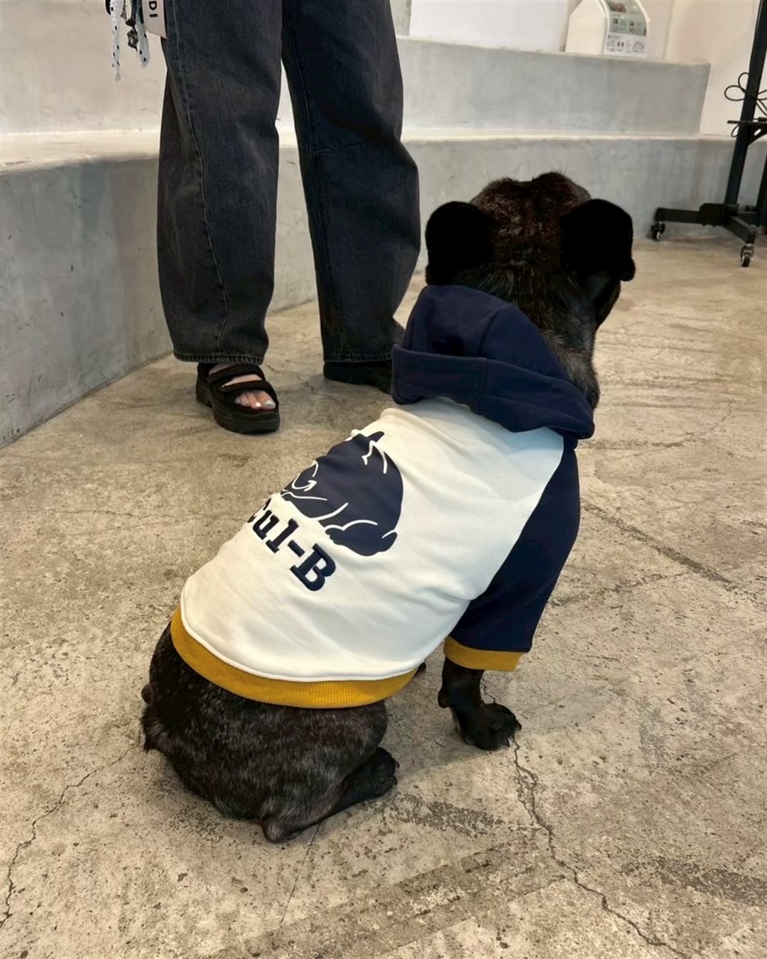 Cul-B 【for dogs】Cul-Bロゴフーディー　Cul-B/キューブ/愛犬服_sub_10