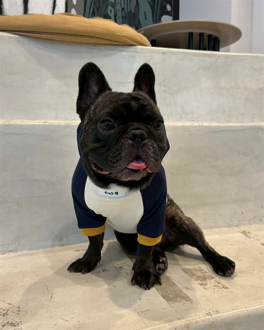 Cul-B 【for dogs】Cul-Bロゴフーディー　Cul-B/キューブ/愛犬服_sub_11