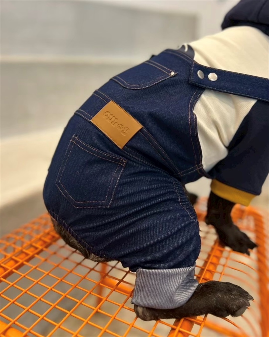 Cul-B 【for dogs】Newオーバーオール　Cul-B/キューブ/愛犬服_sub_6