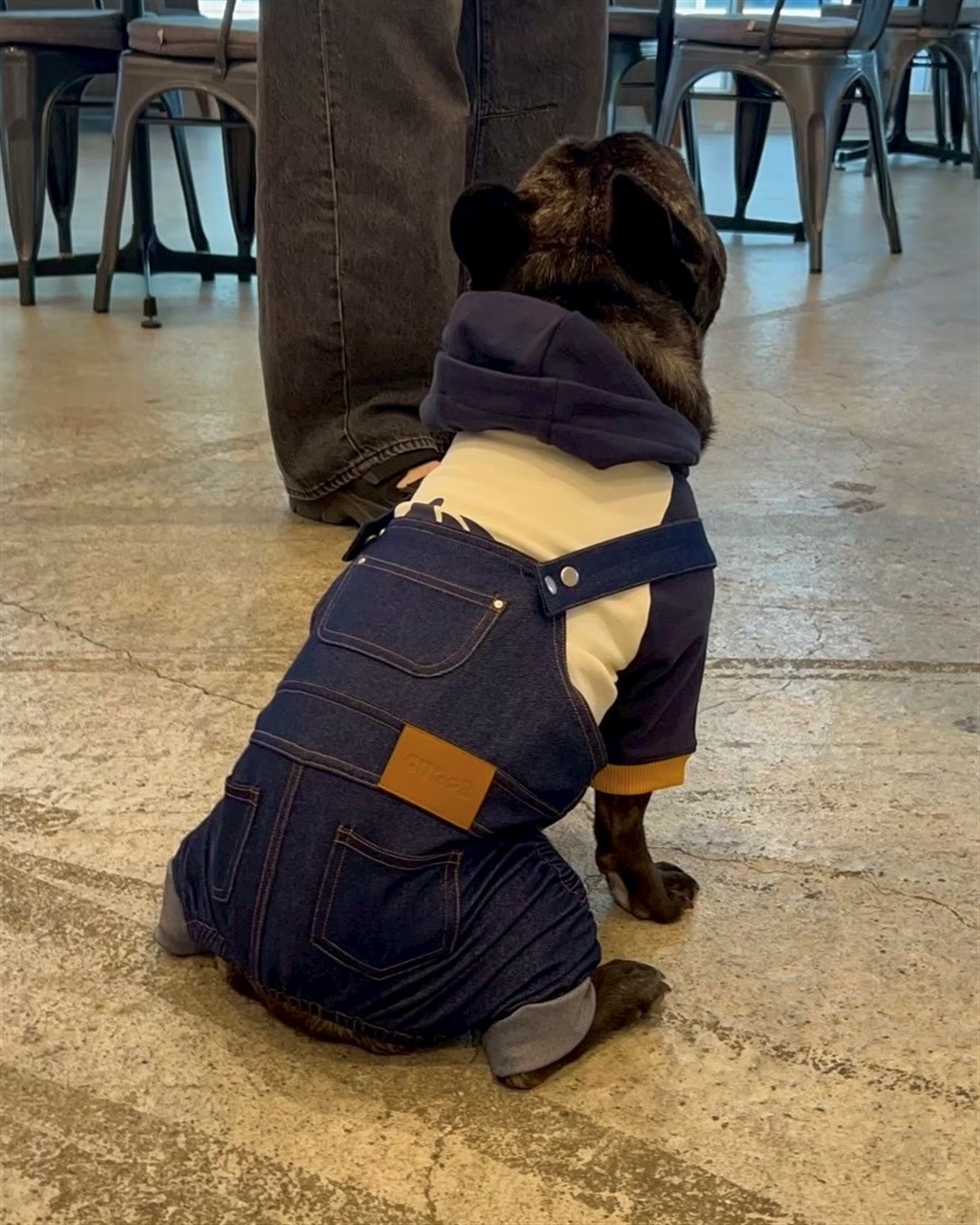 Cul-B 【for dogs】Newオーバーオール　Cul-B/キューブ/愛犬服_sub_7