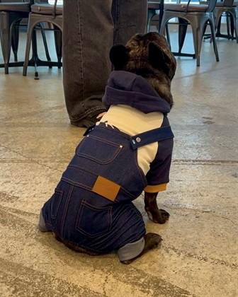 Life Style by cross marche 【for dogs】Newオーバーオール　Cul-B/キューブ/愛犬服_subthumb_7