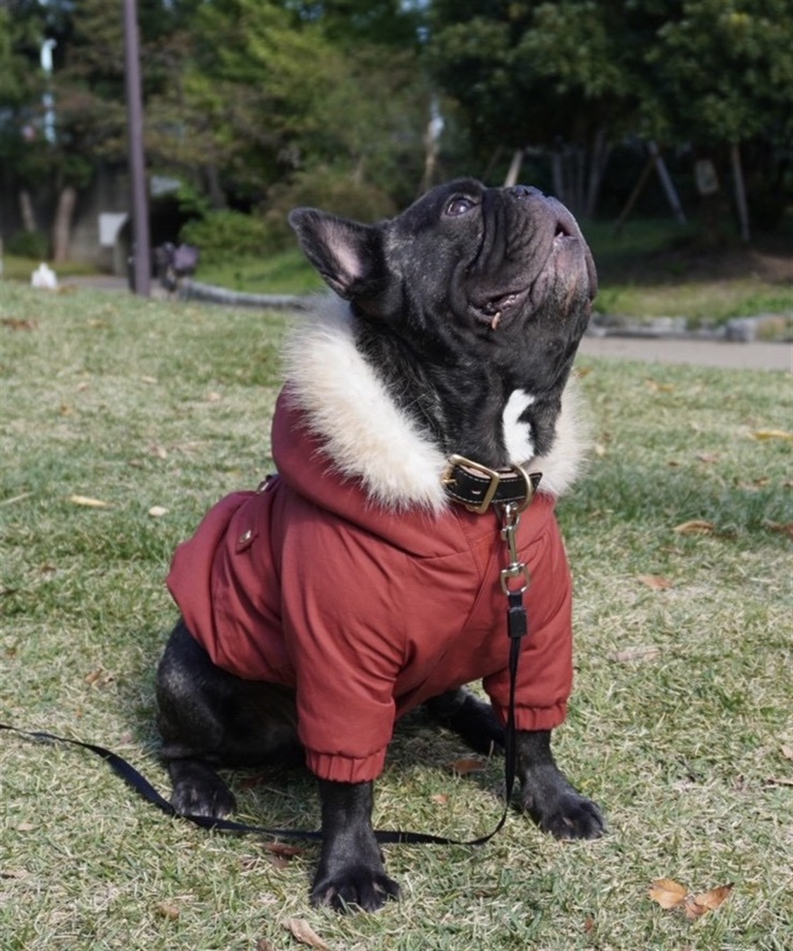 Life Style by cross marche 【for dogs】ミリタリーコート　Cul-B/キューブ/愛犬服_sub_7