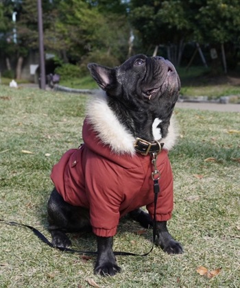 Life Style by cross marche 【for dogs】ミリタリーコート　Cul-B/キューブ/愛犬服_subthumb_7