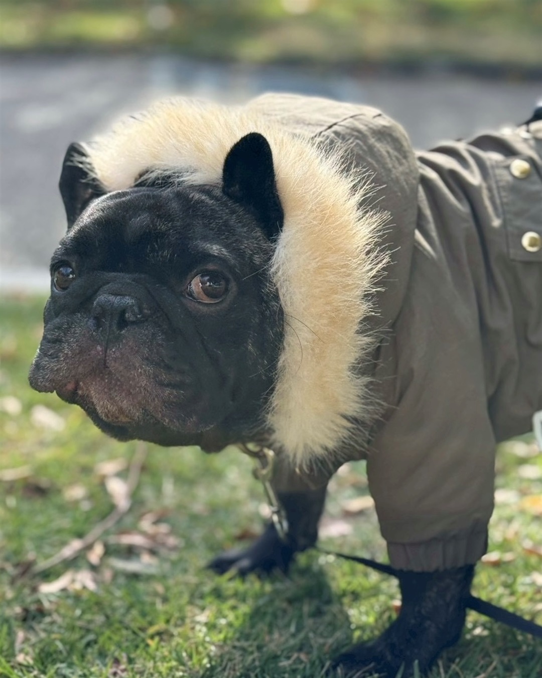 Life Style by cross marche 【for dogs】ミリタリーコート　Cul-B/キューブ/愛犬服_sub_8