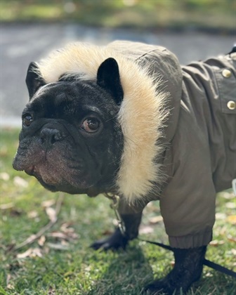 Life Style by cross marche 【for dogs】ミリタリーコート　Cul-B/キューブ/愛犬服_subthumb_8