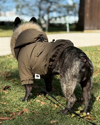 Life Style by cross marche 【for dogs】ミリタリーコート　Cul-B/キューブ/愛犬服_subthumb_9