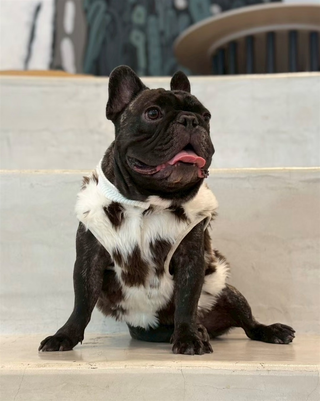 Cul-B 【for dogs】ファーベスト　Cul-B/キューブ/愛犬服_sub_7