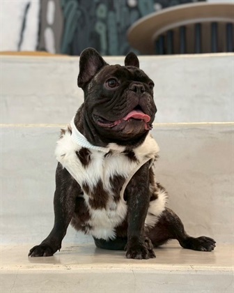 Cul-B 【for dogs】ファーベスト　Cul-B/キューブ/愛犬服_subthumb_7