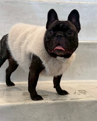 Cul-B 【for dogs】ファーベスト　Cul-B/キューブ/愛犬服_subthumb_8