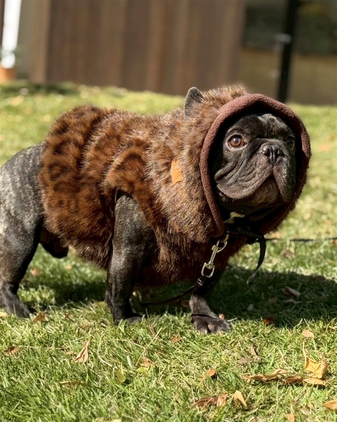 Cul-B 【for dogs】ファーベスト　Cul-B/キューブ/愛犬服_sub_9