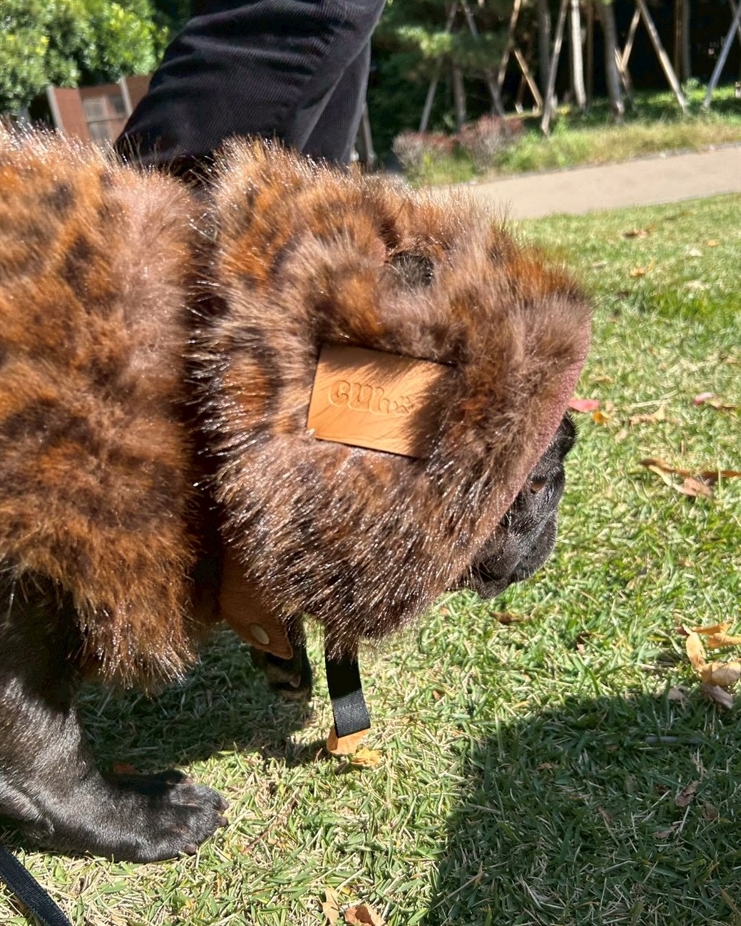 Life Style by cross marche 【for dogs】ファーフライトキャップ　Cul-B/キューブ/愛犬服_sub_5