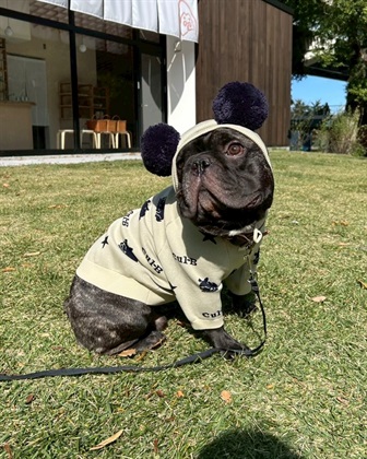 Life Style by cross marche 【for dogs】総柄スウェットライクニット　Cul-B/キューブ/愛犬服_subthumb_5