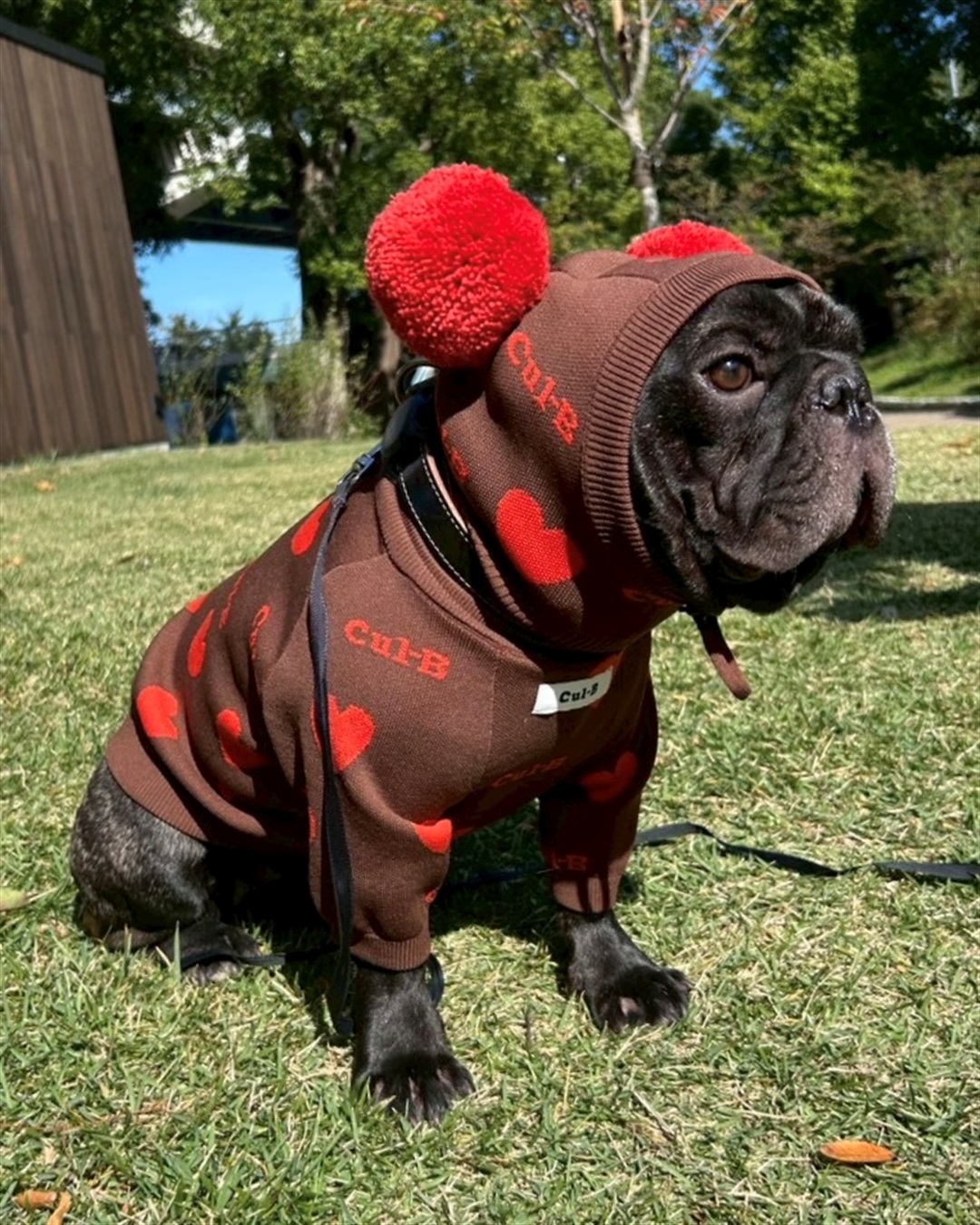 Life Style by cross marche 【for dogs】総柄スウェットライクニット　Cul-B/キューブ/愛犬服_sub_6