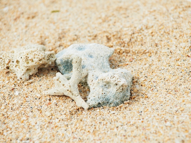 砂浜に落ちている珊瑚の写真