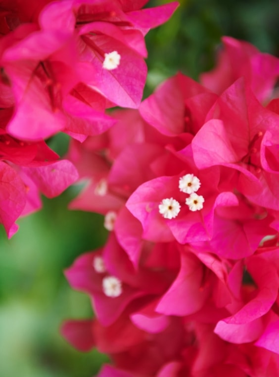 ビビッドピンク色の花の写真