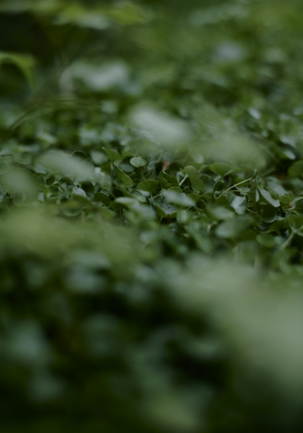 新芽のコンセプト画像