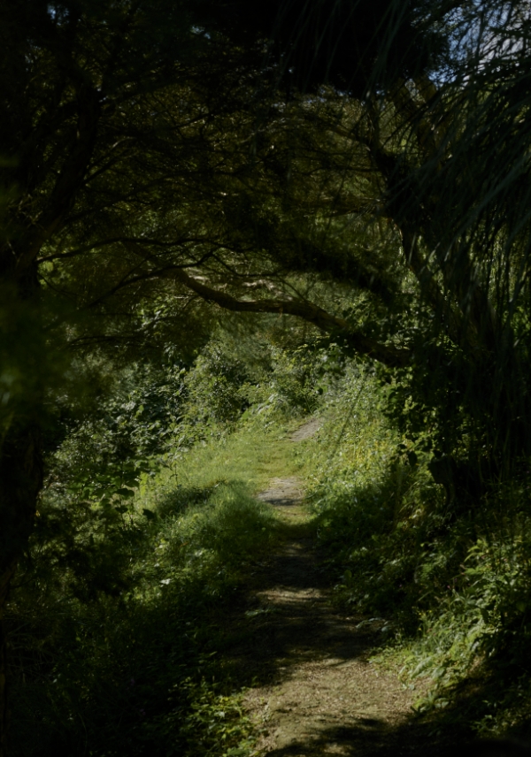 森のコンセプト画像